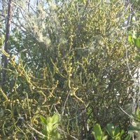 Cape Mistletoe (Viscum capense)