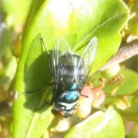 Blow fly (Chrysomya)