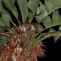 Thicktail Bushbaby (Otolemur crassicaudatus subsp. crassicaudatus)