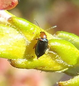  Galerucinae (Leaf Beetle) on Passerina rigida