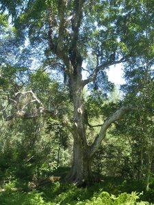  Ficus sur (Cape Fig) 