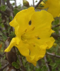  Rhigozum obovatum (Karoo Gold) 
