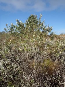 Buddleja salviifolia (Mountain Sagewood)