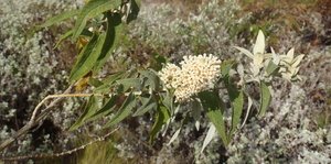 Buddleja salviifolia (Mountain Sagewood) 
