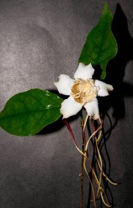 Strophantus petersianus blom FBP 261013d_edited-1