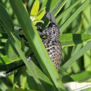 Prong-tailed weevil 