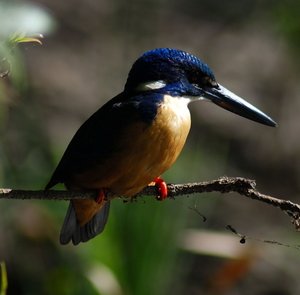 Half-collared Kingfisher - Kruger Park Lodge0001