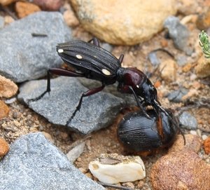 Scarab being attacked by ground beetle - Montagu WCape