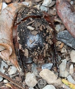 Rusty-fluffed scarab digging into soil - Montagu WCape