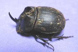 rhino beetle 2