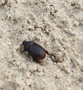 Brown beetle
