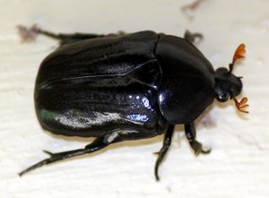 Rbm 208 black fruit beetle