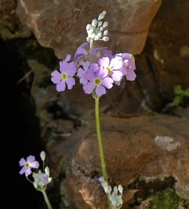 Feetjieprimula (Primula malacoides) (2)