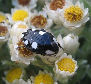 White-spotted Fruit Chafer a