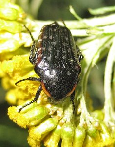 Dotted fruit chafer a
