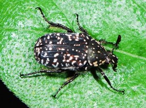 spotted-beetle