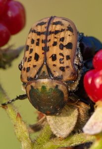 Chafer beetle on bramble