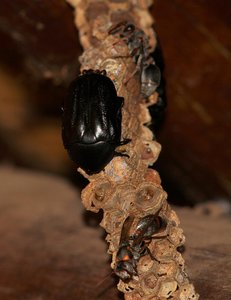 Hive chafer 