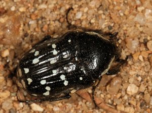 Dotted Chafer