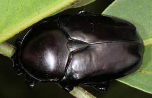 Black Chafer dorsal aspect