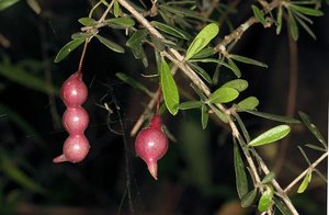 Bush Cherry