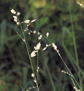 Eragrostis inflorescences