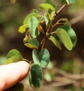 Bauhinia galpinii leaves