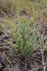 Chortolirion latifolium