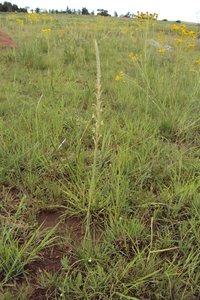 Chortolirion latifolium
