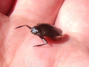 DSCF3521_Whirligig beetle (1)_cr
