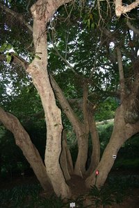 Kirstenbosch Centenarians 16 - Broom Cluster Fig
