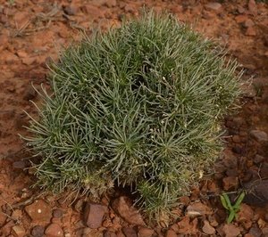 Euphorbia pentops (1)
