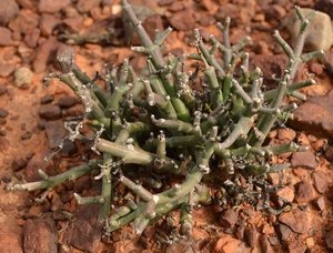 Euphorbia aspericaulis