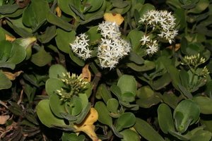 Crassula multicava subsp. floribunda 2 (2)