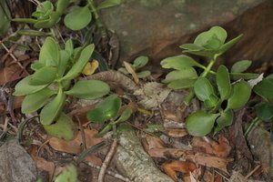 Crassula multicava subsp. floribunda (3)