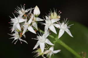 Crassula multicava subsp. floribunda (2)