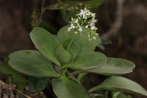Crassula multicava subsp. floribunda (4)