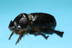Coleoptera 2