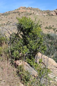 Rocky outcrop tree