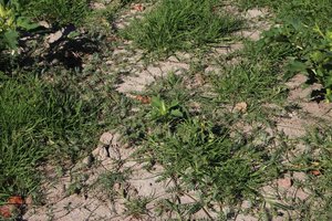 Lots of weeds: Devilthorn 